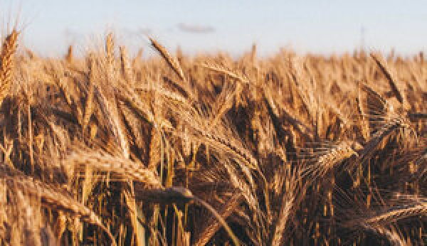 У Литві заперечують, що українське зерно під виглядом литовського повертається до Польщі